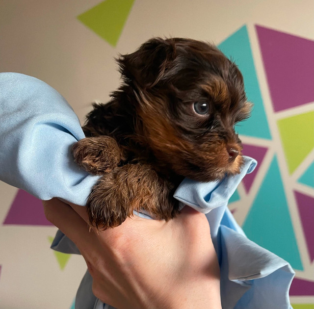 Yorkie /Havanese babies in Dogs & Puppies for Rehoming in Ottawa - Image 4
