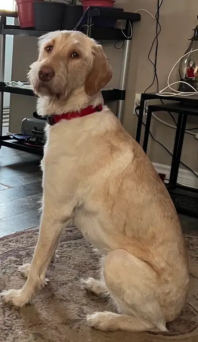 3 year old female labradoodle, View more