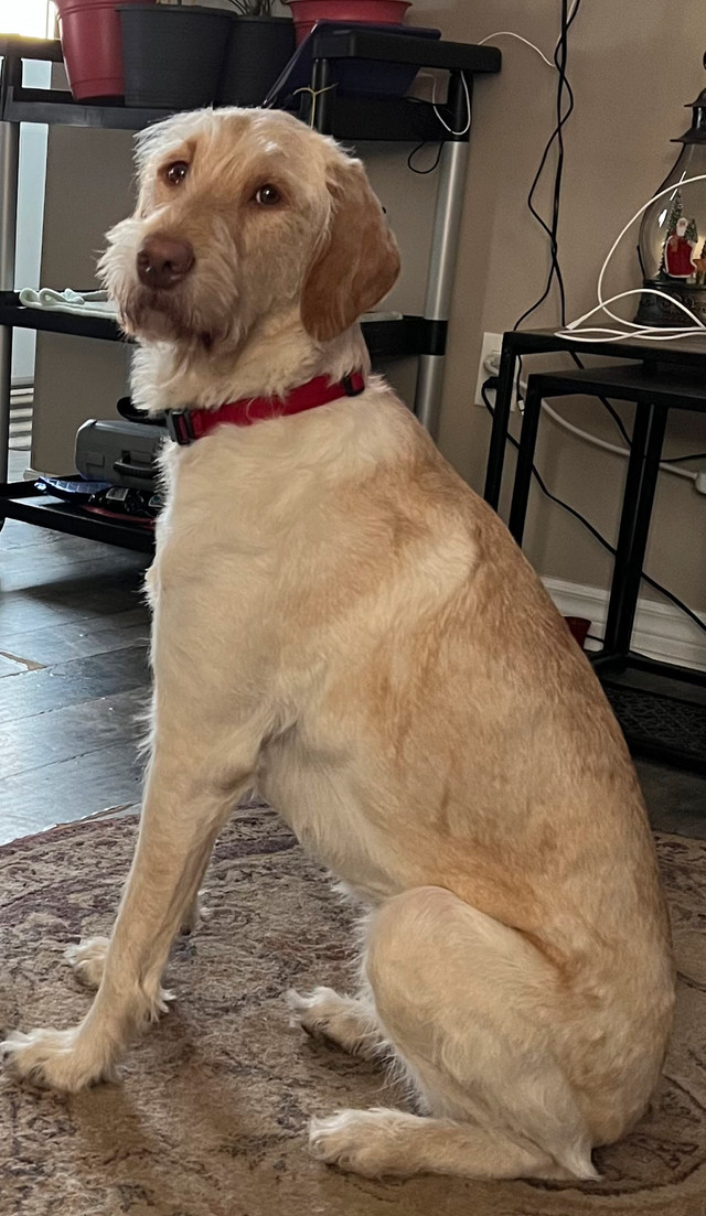 3 year old female labradoodle in Dogs & Puppies for Rehoming in Woodstock