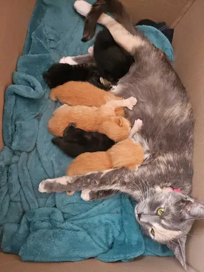 Born March 9th 2026 6 precious cuties! Will update pictures as they grow. Ready soon! Kittens will c...