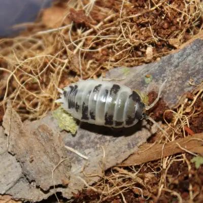Isopods, Springtails, Bioactive Supplies, View more