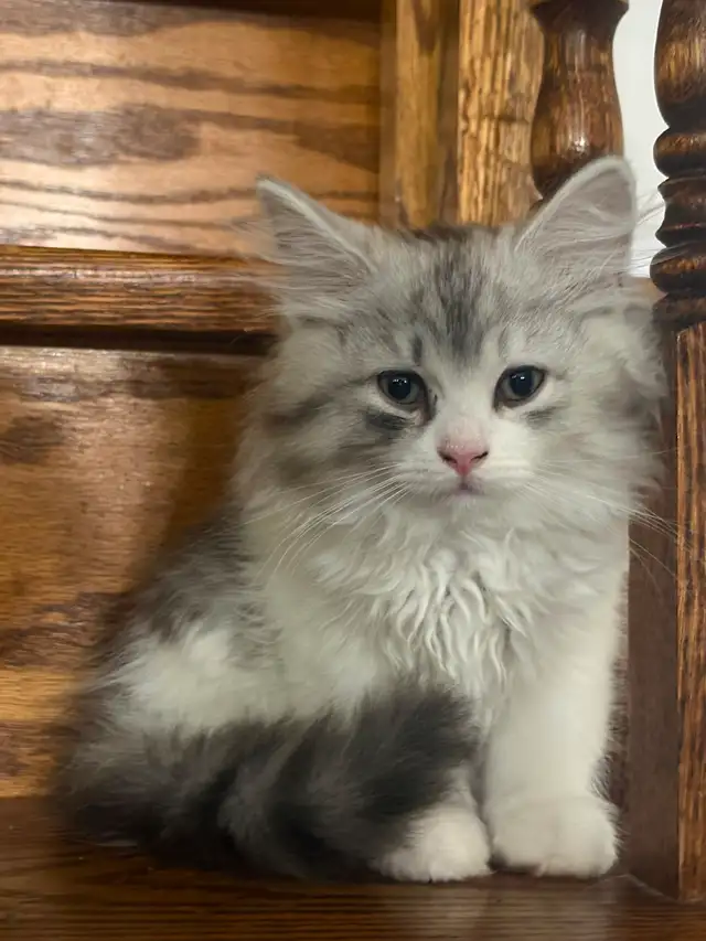 Purebred Siberian Kittens in Cats & Kittens for Rehoming in Oakville / Halton Region - Image 2
