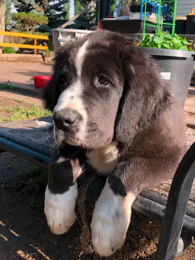 Mom is a great dane, saint bernard cross. Dad is a harliquin great dane. Born March 30. Had their fi...