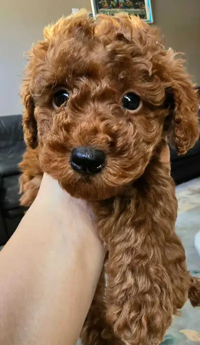 Stunning DARK RED MINIATURE Poodle puppies, View more