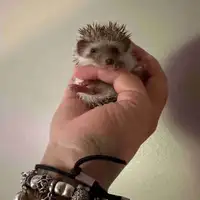 Baby boy hedgehog-ready soon!