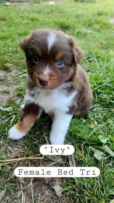 Meet Ivy! Red Tri Female Mini Australian Shepherd, View more
