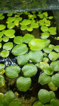 Amazon frogbit floating aquarium plant