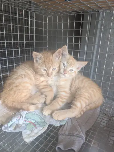 Ginger Male Kittens for sale, View more