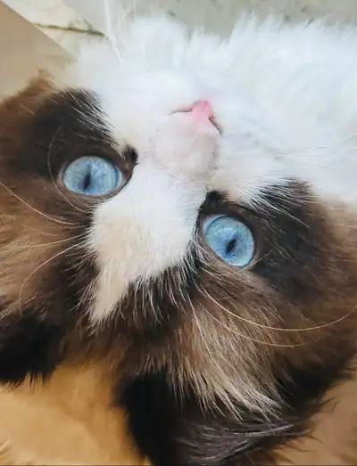  Chat Ragdoll à vendre , View more
