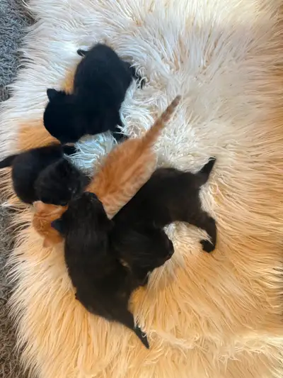 Rare TortoiseshellX Ghost tabby kittens looking for their forever homes, these kittens are cuddly, a...