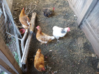 2-Year Old Chickens
