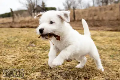 Parson Russell Terrier Puppies For Adoption, View more