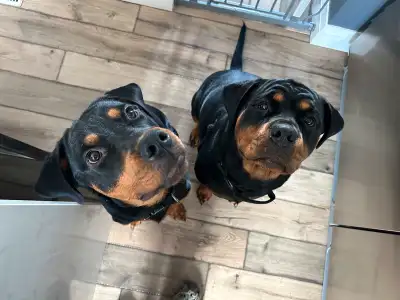 Rottweiler Puppies   ****READY AUGUST 15th****, View more