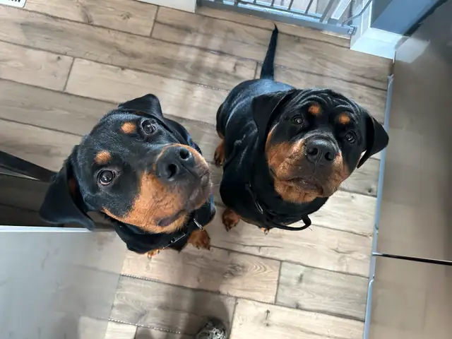 Rottweiler Puppies   ****READY AUGUST 15th**** in Dogs & Puppies for Rehoming in Hamilton - Image 2
