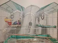 Pair of budgies with beautiful cage