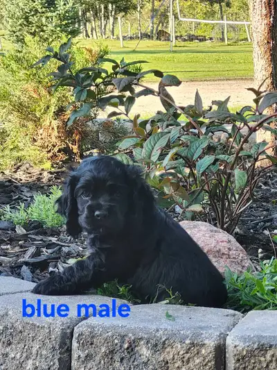 American cocker spaniel, View more