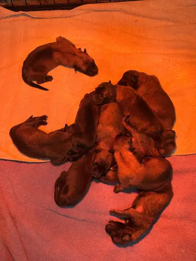 CHIOTS BERGER MALINOIS ENR. / REG. BELGIAN MALINOIS PUPPIES, View more