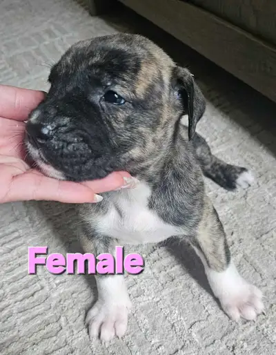 Presa puppies, View more