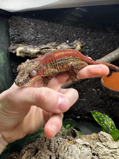 *Pet Only* Female Gargoyle gecko, View more