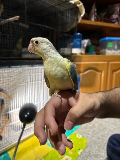 ❤️ Baby Conures Fully Weaned Ready to Go ❤️, View more