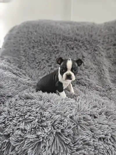 Boston Terrier Puppy, View more