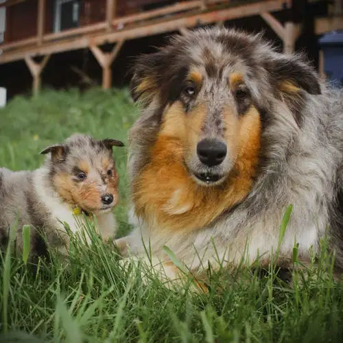 Magnifique Chiots d'une lignée de champion, disponible a la réservation. La mère a été importer du P...