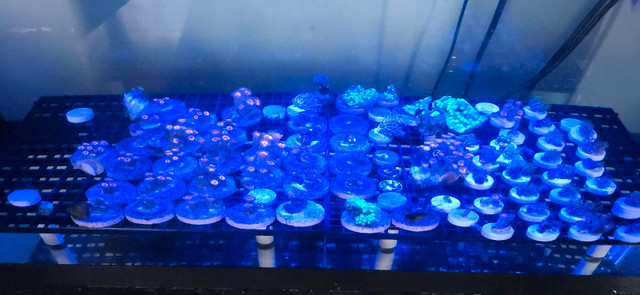 Saltwater Frags zoas and more in Fish for Rehoming in Saint John - Image 4