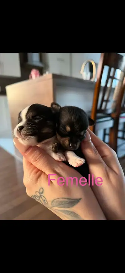 ✨ PRÊTS POUR LA FÊTE DES MÈRES ✨ Le cadeau parfait qui donne de l’amour pour la vie ❤️ 4 magnifiques...