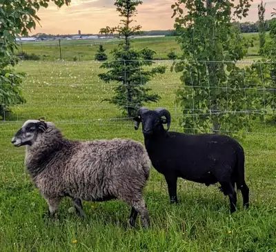Registered Black Welsh Mountain Ram, View more