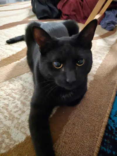 Cute black cat for sale , View more