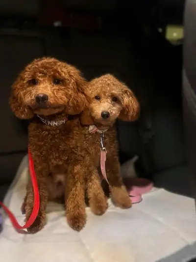 2 toy poodles for rehoming, View more