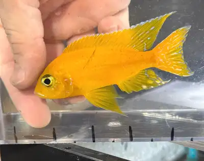 Safron African cichlids breeding group 1M/7F amazing quality $200 for the group Male is albino and f...