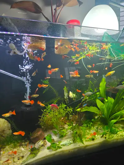 Albino Guppies, View more