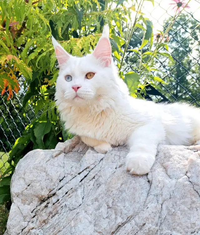 Maine Coon kittens registered CCA