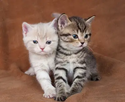 looking for 1 or 2 kittens, View more