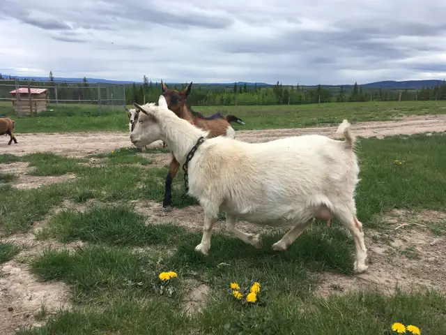 Registered and Unregistered Nigerian Does and Kids in Livestock in Vanderhoof - Image 8