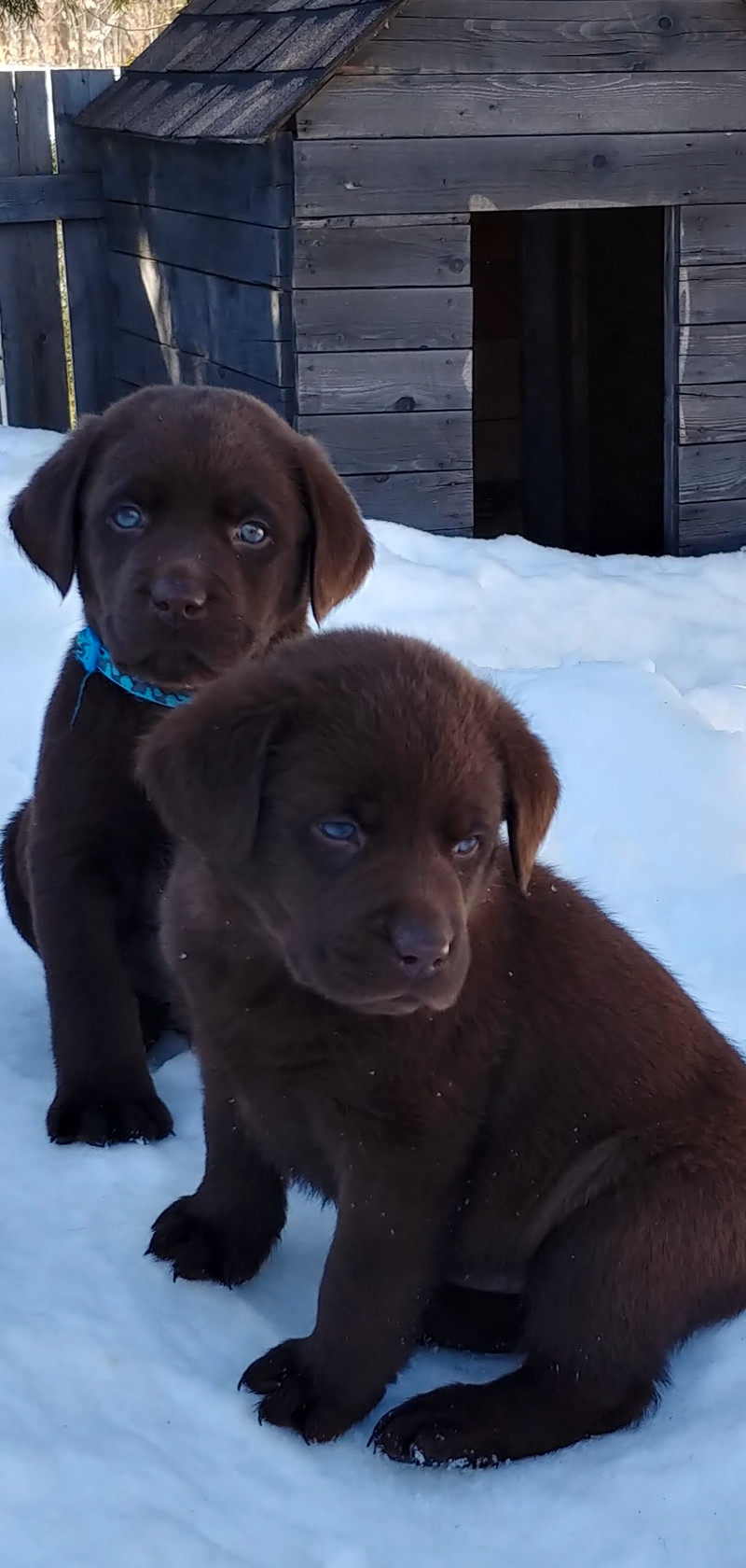 Chiot LABRADOR Chocolat( Prêt a partir) Chiens et chiots à adopter SaintHyacinthe Kijiji