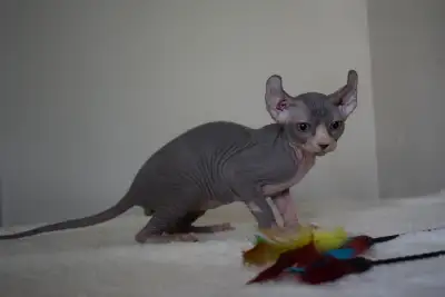 Kitten Blue Sphynx Elf TICA Registered Purebred Male, View more