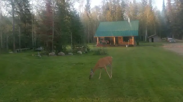 Sled Lake Cabin rental in Saskatchewan in Canada - Image 2