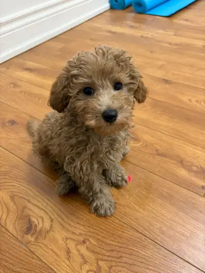 Maltipoo Puppies, View more