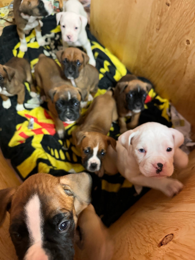American bulldog/ boxer puppies  in Dogs & Puppies for Rehoming in Belleville - Image 4
