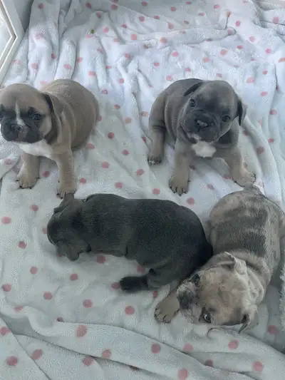 French bulldog puppies, View more