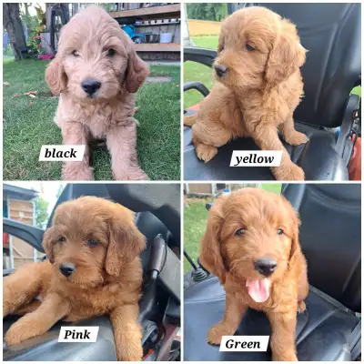 goldendoodle puppies , View more