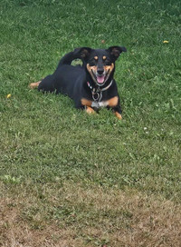 Chien Male operer