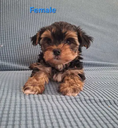 Bishon maltais x Yorkshire , View more