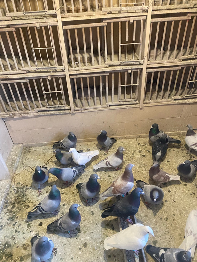 Pigeons- racing and homing pigeons in Birds for Rehoming in Calgary - Image 4