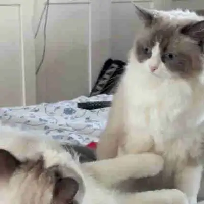 Purebred Blue Bicolour Ragdolls, View more
