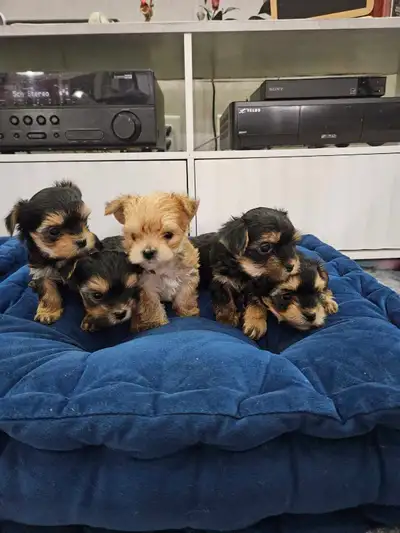 Beautiful morkie puppies for sale. Pups were born Dec 8, 2025 and will be ready for their new homes...