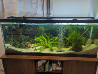 50 Gallon Aquarium, Stand, Fluval Canister Filter + Fish