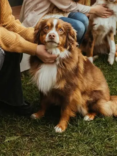 Mini Australian Shepherd guardian home opportunity, View more